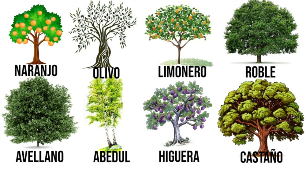 maderas-nobles-para-pendulos